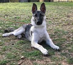 Black And Silver German Shepherd Puppies For Sale Near Me German Shepherd Puppy Silver And Black At 4 Months Gsd Germanshepherd Silver Sable German Shepherd Silver German Shepherd Silver Sable German Shepherd
