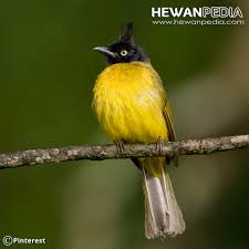 Author ibu sud rearranged by dominic chandra. Burung Kutilang Emas Hewanpedia
