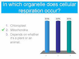 Which organelles' activity contributes most directly to muscle contraction in an earthworm? Harvesting Energy Glycolysis And Cellular Respiration W O