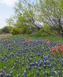 Cake flowers, located in cedar hill, texas, is at east wintergreen road 1041. Cedar Hill State Park Roadway Flowers Jpg Texas Parks Wildlife Department