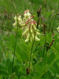 Image result for Astragalus