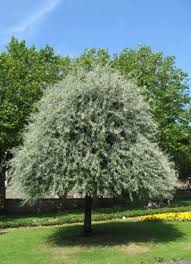 Lana Craddock (2213lane)