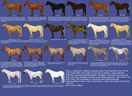 color chart horse coat colors horses color