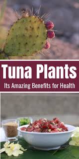 I really enjoyed reading about the health benefits of prickly pear, suzie! á… Tuna Plants Its Amazing Benefits For Health Fruit Benefits Food Film Food