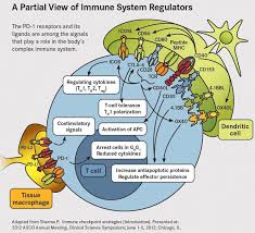 Immune System Regulators Medical Laboratory Science Biology Lessons Immunotherapy Cancer