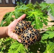 Here's a thought, all of you bashing the person who can't feed her snakes  and beardie but didn't offer to help either feed or take in need to think  if you were