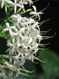 Image result for Pavetta mocambicensis