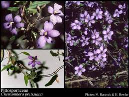 Image result for Pittosporaceae