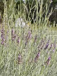 Where is the best place to plant lavender? First Lavender Farm In Florida Thriving In Southport Walton Outdoors