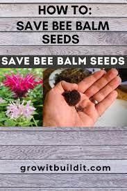 Save Bee Balm Seeds Bee Balm The Balm Seeds