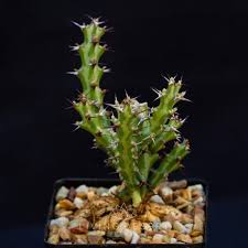 Image result for Monadenium friesii