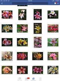We did not find results for: Keratan Bunga Kemboja Pelbagai Kebun Kecil Tepi Rumah Facebook