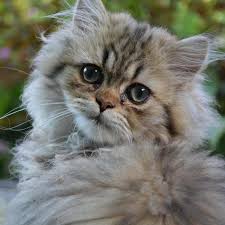 Here are five of the best detangler sprays in 2020. Removing Knots And Tangles From A Persian Cat S Coat