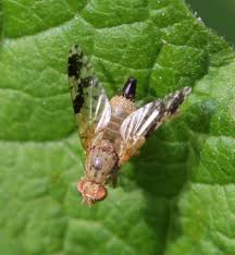 Image result for Burttia prunoides