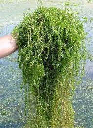 Image result for Hydrilla