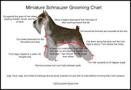 miniature schnauzer grooming chart