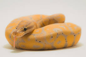 But common ball python morphs are priced at $50 and the rarer the morph, the more expensive it becomes. Banana Ball Python Care Sheet For First Time Owners Everything Reptiles