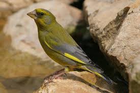 Grunfink Auf Stein An Bach C Zdenek Tunka Grunfink Vogel Im Garten Tiere