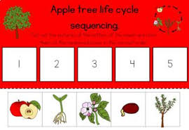 Pin By Sarah Mather On Apple Tree Life Cycle Apple Tree Life Cycle Tree Life Cycle Sunflower Life Cycle