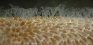 Image result for Isoglossa membranacea