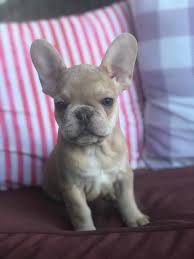 These french bulldog breeders located in california come from these cities: Royal Empire French Bulldogs Home