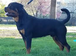 I am a physician and this is my hobby and passion. Home German Rottweiler Puppies For Sale
