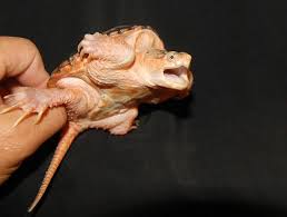 Image result for Cryptolepis hypoglauca