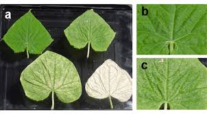 Image result for spider mites on cucumbers