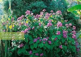 Image result for Bartlettina