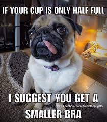 Timeline Photos Archie The Pug Star Pugs Funny Funny Dog Pictures Funny Dogs