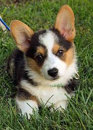 Miles The Pembroke Welsh Corgi Welsh Corgi Puppies Pembroke Welsh Corgi Puppies Corgi Dog