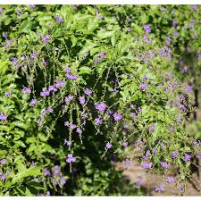 Image result for Duranta erecta