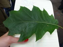 Red Oak Leaf Identification Related Keywords Suggestions