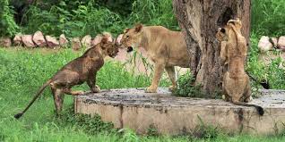 Learn more we invite you to join us. Centre Mulling To Upgrade 15 Zoos Across India To International Standards The New Indian Express