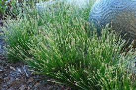 Image result for Carex sp.no.1