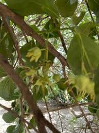 Image result for Brexia madagascariensis