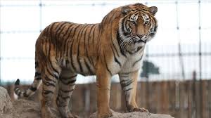 Image result for tiger