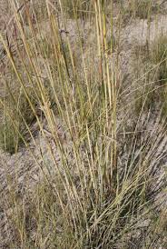 Image result for Andropogon schirensis