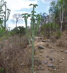 Image result for Monadenium pedunculatum
