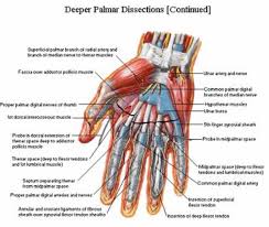 Palmer Aspect Of The Hand And Wrist Netter Human Body Anatomy Medical Illustration Medical