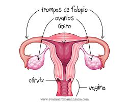 Maybe you would like to learn more about one of these? Fichas De Aparato Reproductor Femenino Flashcards