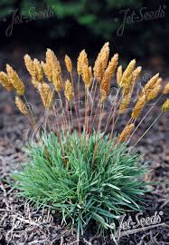 Image result for Koeleria