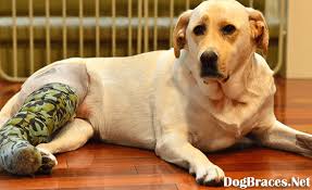 How To Make Homemade Knee Brace For Dog Dog Braces