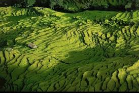 Yann Arthus Bertrand Rice Fields North Of Pokhara Nepal Photographie De Paysages Photos Paysage