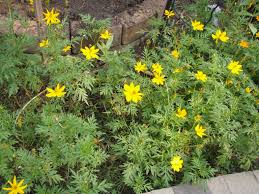 Brilliant yellow forsythia with contrasting bluebells beneath Bangkok Gardening Flowers That Thrive During Thailand S Hot Dry Season Lat S Gardening Blog