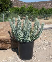 Image result for Euphorbia persistentifolia