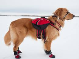 Top 6 Dog Boots For Winter Cold Weather American Kennel Club