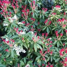 It is hardy to zone (uk) 5 and is not frost tender. Pieris Japonica Forest Flame Evergreen Spd Fife