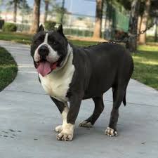 She walks around over 130lbs and has a gigantic chest and head. 500 Pitbull Dog Names Most Funny Exotic Unique And Tough Names For Your Dog All About Pets