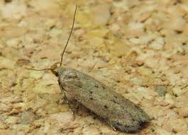 Image result for Bryotropha senectella